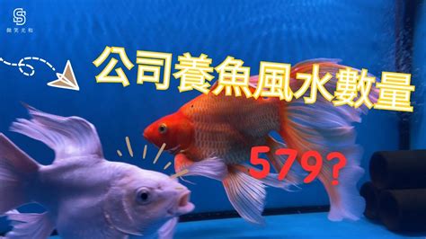 楊梅 五桐號 風水養魚數量